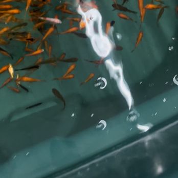 Paw Shoppe Pet Center - Dead Fish - Pet Stores Near Me - Long Beach, California
