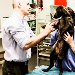 CARE - Centre for Animal Referral & Emergency - Dr Guy Yates examines a puppy