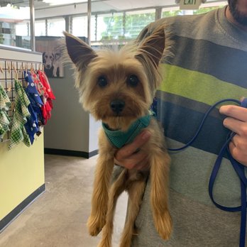 The Paw Spa LB - Bode's first grooming here with Clark went really well! Happy to find a place so close to where we live! - Pet Groomers Near Me - Long Beach, California