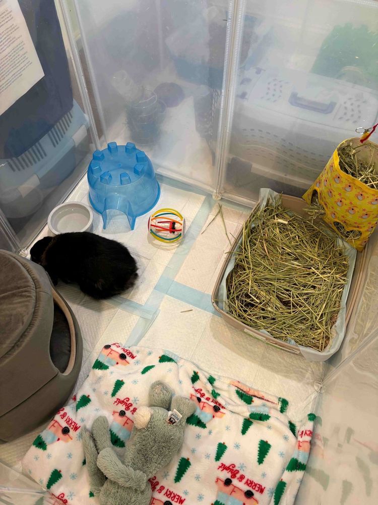 BOSTON BUNNY BOARDING Updated July 2024 Request Information