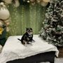 Photo of The Boulevard Veterinary Clinic