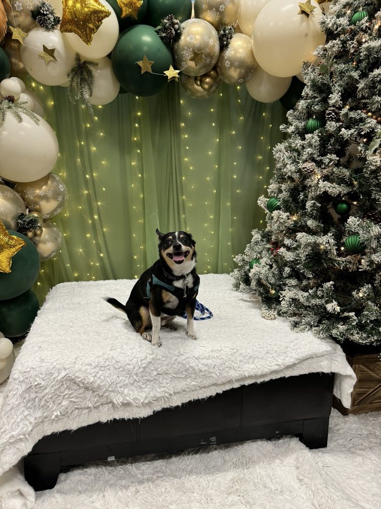 The Boulevard Veterinary Clinic - pet boarding facility in North Little Rock, AR