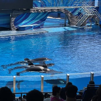 Orca Encounter - Whale Watching Tours Near Me - Orlando, Florida
