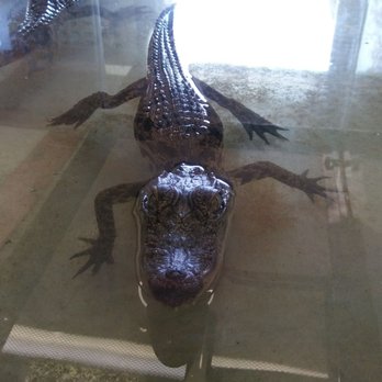 Kliebert & Son's Gator Tours - Little gator - Tours Near Me - Ponchatoula, Louisiana Kliebert & Son's Gator Tours - Little gator - Tours Near Me - Ponchatoula, Louisiana