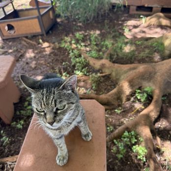 Lanai Cat Sanctuary - Animal Shelters Near Me - Lanai City, Hawaii Lanai Cat Sanctuary - Animal Shelters Near Me - Lanai City, Hawaii