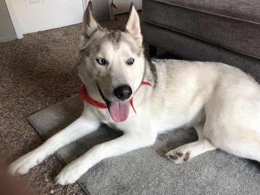 ooh la la mobile pet spa