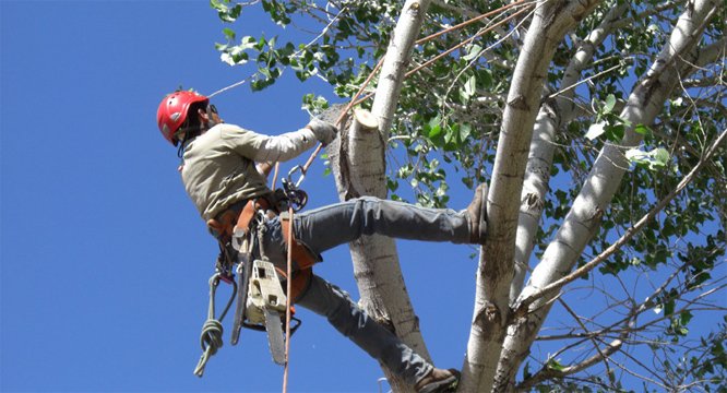 Avalon Sunset Tree Services - tree service in Colchester, VT