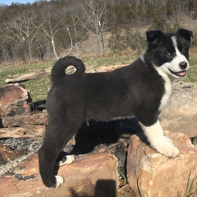 ann's karelian bear dogs