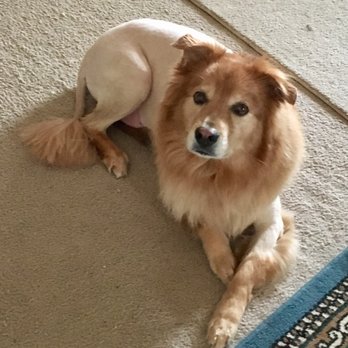 Pet Xtras Grooming & Training - Pet Groomers Near Me - Howell, Michigan