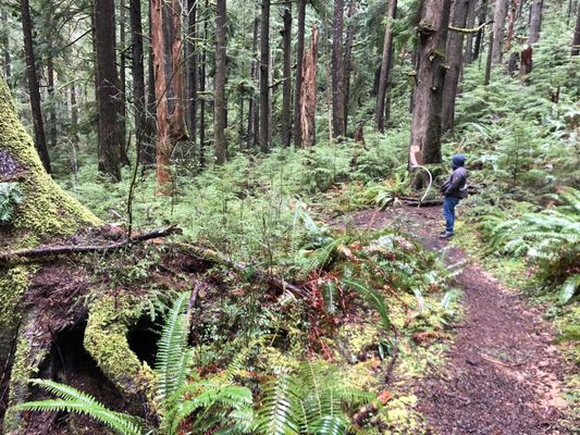 Willapa National Wildlife Refuge by null