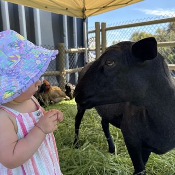 Bonsall Berry Farm - Pick Your Own Farms Near Me - Bonsall, California