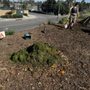 Photo of Long Beach Community Compost