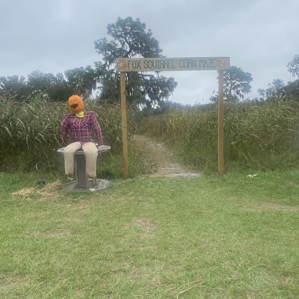 Fox Squirrel Corn Maze - Attraction Farms Near Me - Plant City, Florida
