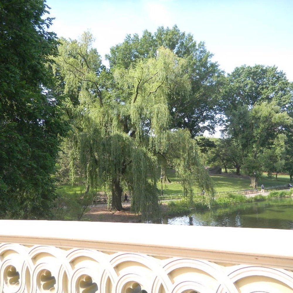 The Lake at Central Park - From the bridge. My personal photo taken previously. Posted with review 02/23/21 - Lakes Near Me - New York, New York The Lake at Central Park - From the bridge. My personal photo taken previously. Posted with review 02/23/21 - Lakes Near Me - New York, New York