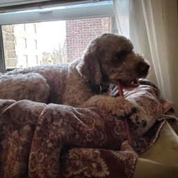 Our dog enjoying a bully stick from Urban Tails Pet Supply.