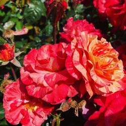 Green Acres Nursery Supply 2019 All You Need To Know Before Green Acres Nursery Supply 2019 All