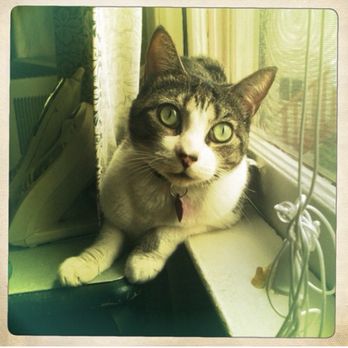 PETS Referral Center - Veterinarians Near Me - Berkeley, California PETS Referral Center - Veterinarians Near Me - Berkeley, California