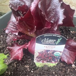 Papas Organic Plants - Merlot Lettuce is organic and non-gmo.