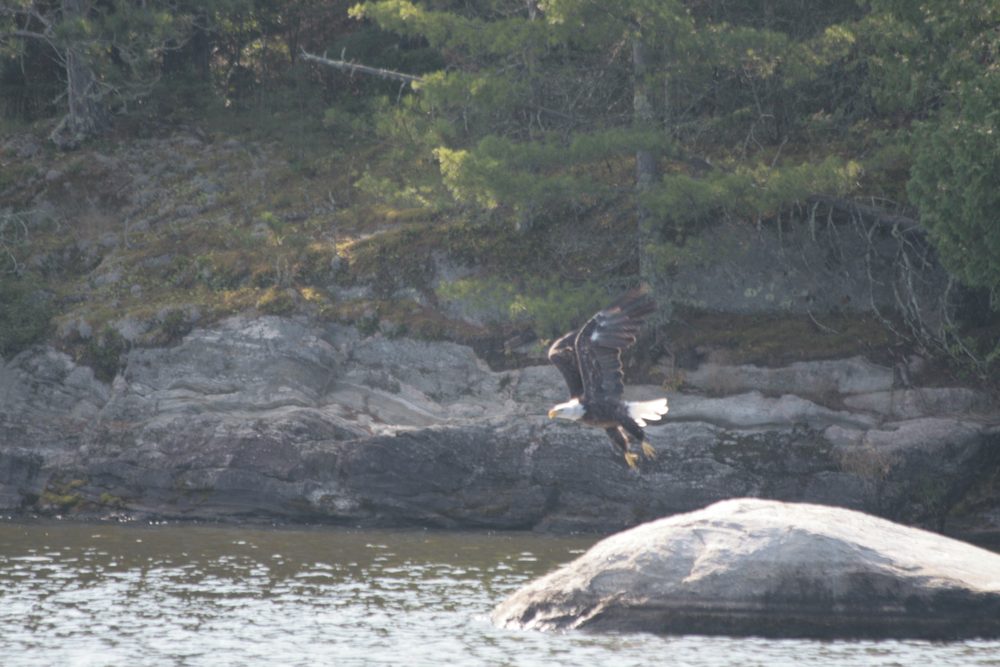 Voyageurs National Park Boat Tours Lake Kabetogama
