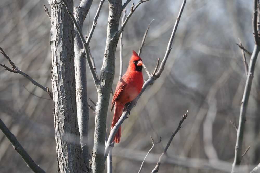 HORNSBY BEND BIRD OBSERVATORY 2210 S Fm 973, Austin, Texas Observatories Phone Number Yelp