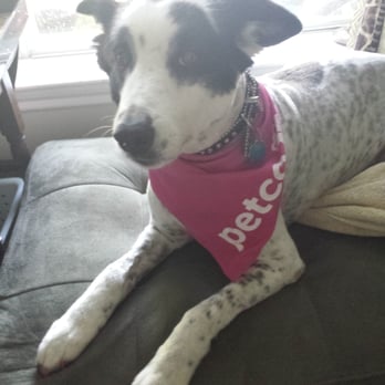 Petco - Pretty in Pink.. our nail color matches! - Pet Stores Near Me - Houston, Texas Petco - Pretty in Pink.. our nail color matches! - Pet Stores Near Me - Houston, Texas