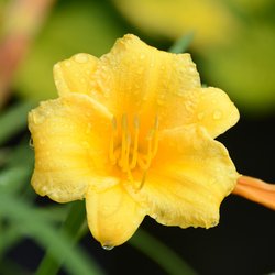 Edwards Nursery - Edwards Nursery