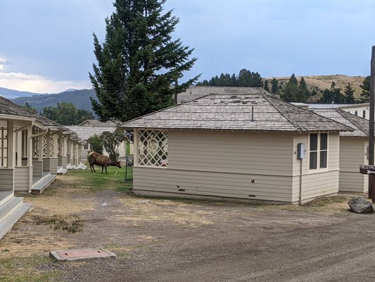 Mammoth Hot Springs Hotel & Cabins by null