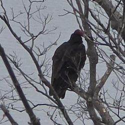 Spring Lake Park Reserve - Turkey Vulture