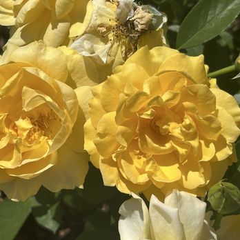 Harry P Leu Gardens - Rose garden - Venues & Event Spaces Near Me - Orlando, Florida