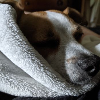 Live Love Learn Dog Training - Napping puppy - Pet Training Near Me Live Love Learn Dog Training - Napping puppy - Pet Training Near Me
