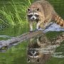 Photo of All Wildlife Animal Eviction Wisconsin
