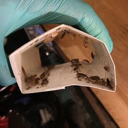 Intact Pest Control Management - Cockroaches