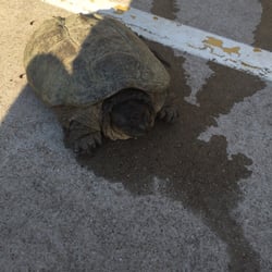 River Legacy Park - TURTLEEEEEE!!!!