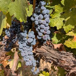 Terra Blanca Winery & Estate Vineyard - Ripe red grapes in the Terra Blanca vineyard