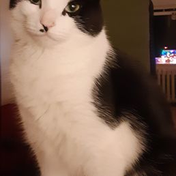 He likes to hang out with me when I'm watching TV. Sometimes he sits like this and stares hahahaha! I just pet him and give him a treat. He likes to hang out with me when I'm watching TV. Sometimes he sits like this and stares hahahaha! I just pet him and give him a treat.