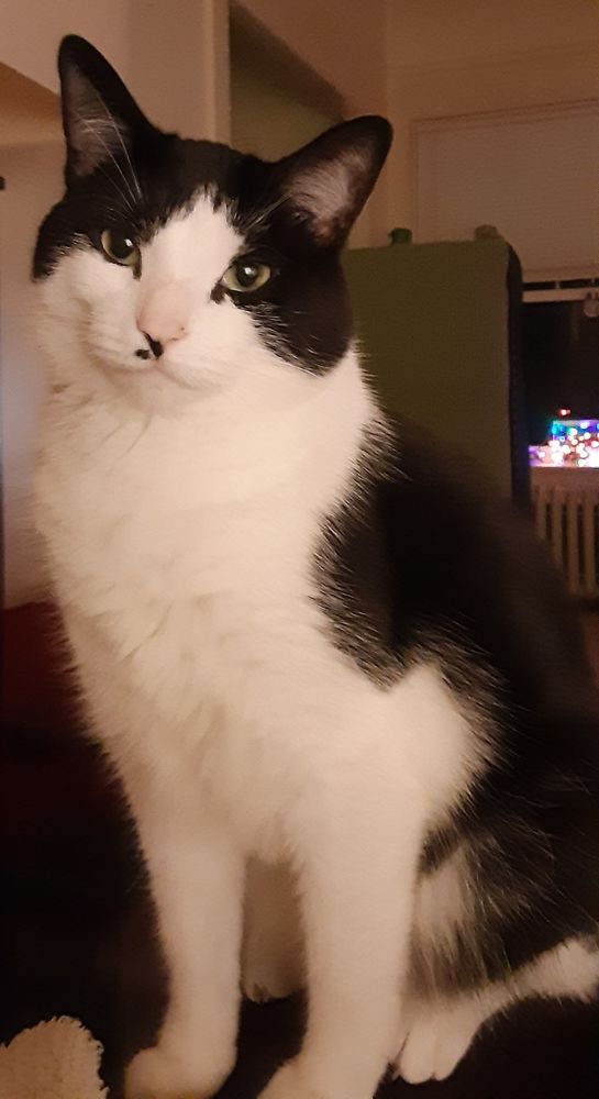 HUDSON VETERINARY CLINIC Updated July 2024 428 Washington St