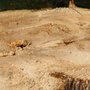 Photo of Curtis Stump Grinding Service