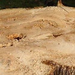 Curtis Stump Grinding Service