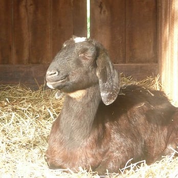 Poplar Spring Animal Sanctuary - Goat enjoying the sunshine and fresh air - Animal Shelters Near Me - Poolesville, Maryland Poplar Spring Animal Sanctuary - Goat enjoying the sunshine and fresh air - Animal Shelters Near Me - Poolesville, Maryland