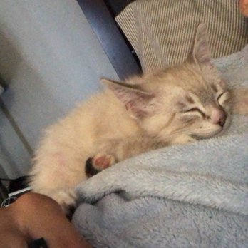 Kitten Rescue - Animal Shelters Near Me - North Hollywood, California Kitten Rescue - Animal Shelters Near Me - North Hollywood, California