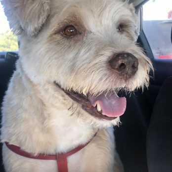 Moon Doggy's Grooming - Fresh Full Dog Groom (Includes Haircut) - Pet Groomers Near Me - Santa Monica, California Moon Doggy's Grooming - Fresh Full Dog Groom (Includes Haircut) - Pet Groomers Near Me - Santa Monica, California