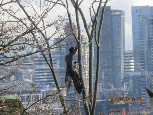 P.I.N.K. Chainsaw Tree Service - We're not afraid of heights! - P.I.N.K. Chainsaw Tree Service - We're not afraid of heights! P.I.N.K. Chainsaw Tree Service - We're not afraid of heights! - P.I.N.K. Chainsaw Tree Service - We're not afraid of heights!