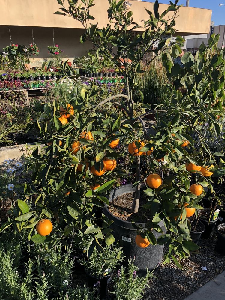 HAWTHORNE NURSERY 87 Photos & 62 Reviews 4519 W El Segundo Blvd