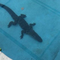 Hedenkamp Community Pool - Great pool, the lizards get a bit angry if you get too close but great wildlife / human life mix