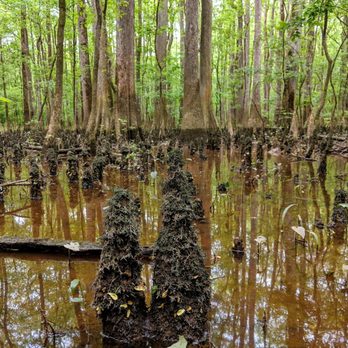 Congaree National Park - Parks Near Me - Hopkins, South Carolina