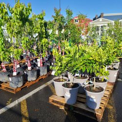 The Home Depot - Tree lot full of fruit trees with a selection of orange, lemon, and lime trees