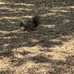 Whistle Stop Park - So many chances to observe nature and the squirrels are quite entertaining.