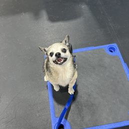 My Dog Kedo on the platform My Dog Kedo on the platform