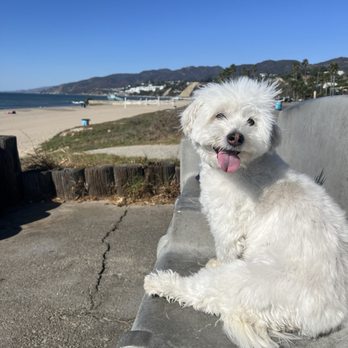 Pimp My Dogg - Hank at the beach after his groom - Pet Groomers Near Me - La Crescenta, California Pimp My Dogg - Hank at the beach after his groom - Pet Groomers Near Me - La Crescenta, California