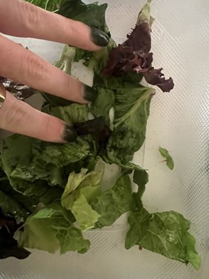 Cootie Brown's Campus by null